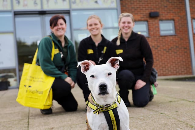 This week a good few dogs left the rehoming centre to start their new lives in forever homes, and amongst them was Rocky.
This sweet lad is 10 years old and was found as a stray back in August. This week he has been adopted and left to start a new chapter in his new home!
Good luck Rocky!