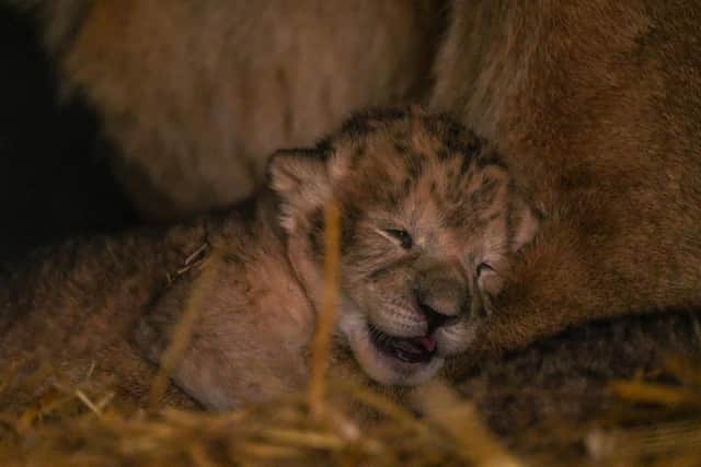 The cubs were born in Doncaster after their mother was rescued from Ukraine.