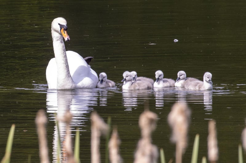 Swan escorts her Cygnets across the Loch at University of Stirling