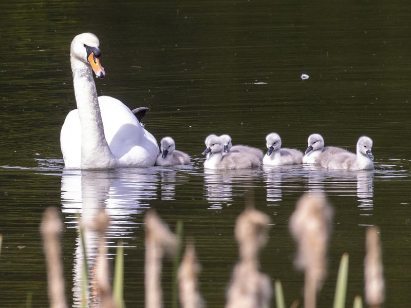 Swan escorts her Cygnets across the Loch at University of Stirling