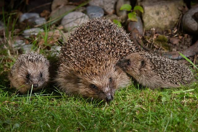 Help Prickly Pigs to help more of our prickly friends