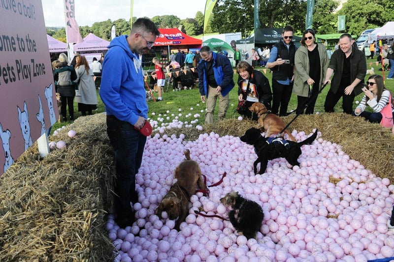 The ballpit proved a hit with the canine attendees.