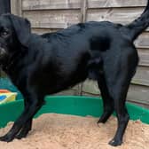 “Logan wasn't just any dog - he was a comfort blanket for all of our family, especially our older dog Finnick who misses him terribly too."