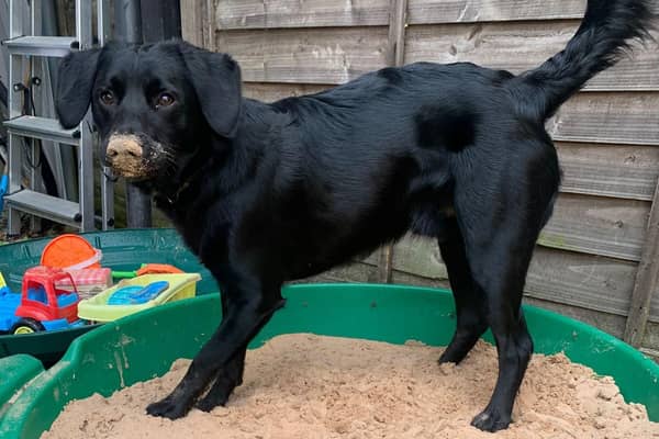 “Logan wasn't just any dog - he was a comfort blanket for all of our family, especially our older dog Finnick who misses him terribly too."