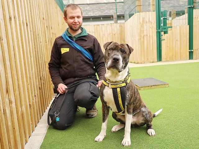 One-year-old Rex has a few behavioural needs but has been smashing his training goals, proving he would thrive in the right environment. He is friendly with everyone he meets, loves to zoom around, and play with his favourite people. Rex loves walks but worries around other dogs, so needs to be walked in quiet areas. He travels perfectly though so would not mind being driven to peaceful spots. He was house-trained in his previous home, but would likely need a refresher as he settles. A garden would be nice for this, but is not essential.