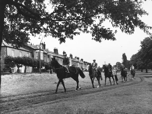 Racehorses at exercise on Beverley Westwood in July 1960.