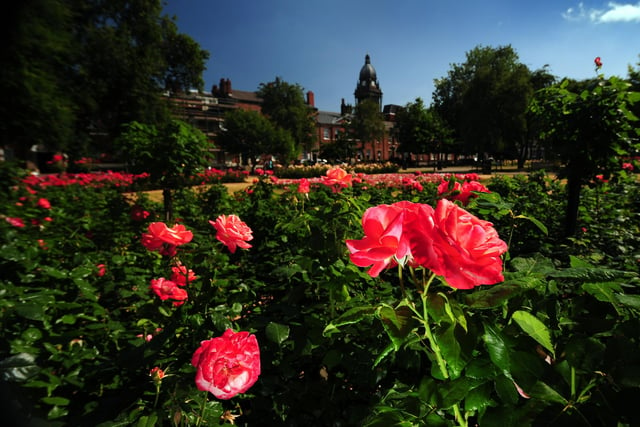 The roses in bloom in Park Square, one of the hidden gems in Leeds city centre.