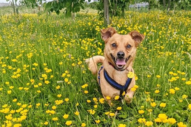 We joined Marshall who was enjoying himself running through the buttercups!
He’s a very playful and affectionate three year old Jack Russell Terrier Cross who needs time and space to build trust with new friends. He’s very worried by other dogs so needs dedicated adopters who will get to know him slowly and keep him on the right track with his training.