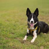 Dogs Trust issues advice ahead of Dog Theft Awareness Day.