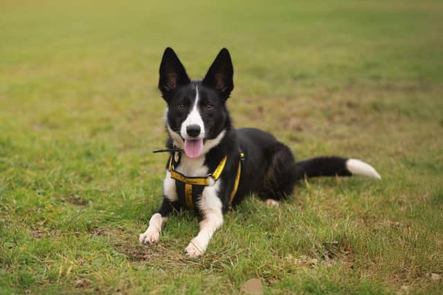 Dogs Trust issues advice ahead of Dog Theft Awareness Day.