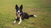 Dogs Trust issues advice ahead of Dog Theft Awareness Day.
