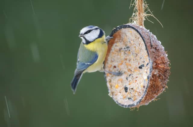 Birds benefit hugely from garden feeders in the winter