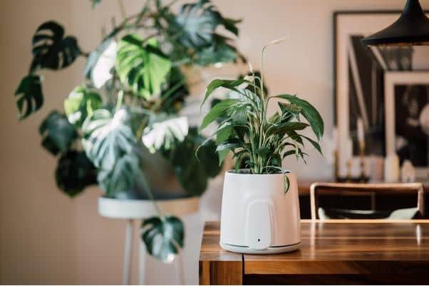 Natede Smart represents great value for money over time.