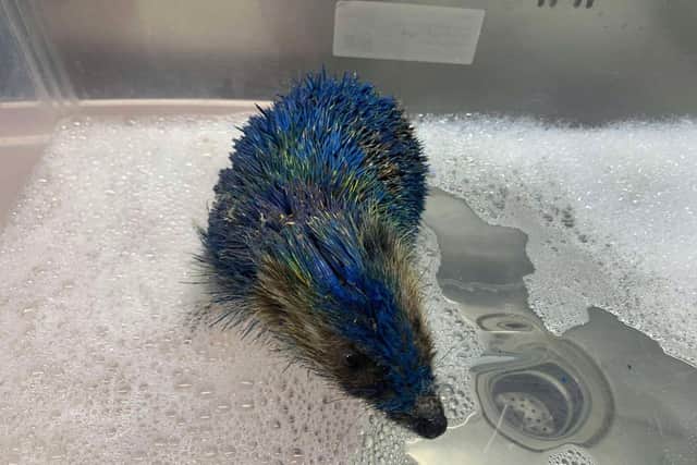 A hedgehog that was painted blue being cleaned in the bath