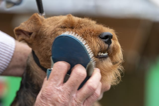 A Welsh Terrier prepped for competition  on the first day at Leeds Championship Dog Show at Harewood House.