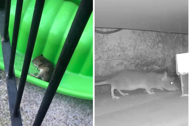 Residents have complained to Leeds City Council and the housing association about rats in the Burley area.