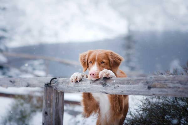 Winter safety for pet owners