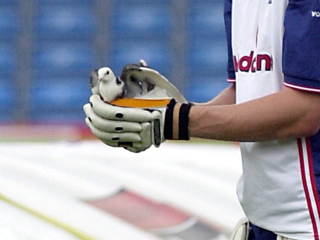 Cricketer Andrew Flintoff helps a pigeon that was stuck in the nets ahead of England's Test Match with India at Headingley. It flew away after resting.