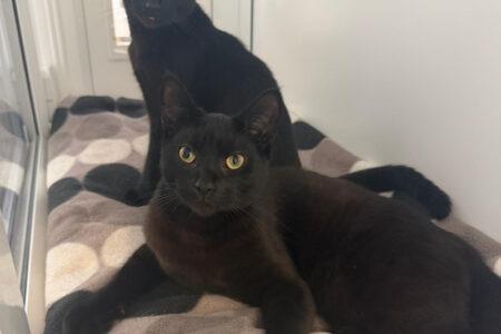 Cooper and Otis are brothers with very different personalities! Cooper likes to know exactly what everyone is doing whilst Otis is more subtle with his affection. They are looking for a loving family who will appreciate their different personalities and enjoy the perfect mix of Cooper’s energy and Otis’s quieter affection.