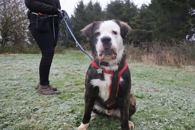 We were thrilled to bump into handsome Apollo, who is a sweet natured St Bernard Crossbreed who is around 18 months old. He is looking for patient adopters who will be happy to visit him multiple times at the centre to build a relationship before he's ready to go home. Due to his size he won't suit a home with children. He's looking for a peaceful adult-only home where he can get loads of attention from his family.