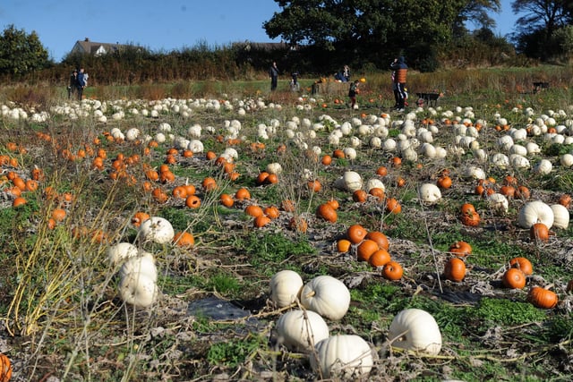Some of the 18 different varieties of pumpkin that are grown at the farm