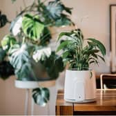 Vitesy introduces the only natural and sustainable air purifier in the market today, Natede Smart.