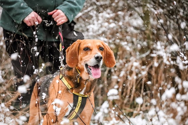 The flurry of snow the other week didn’t stop the team in Leeds cracking on and making sure the rescue dogs all had their exercise, and a chance to play in the white stuff too!
Here’s 7yr old Hound Crossbreed Toffee enjoying a lovely afternoon walk. He’d love to find his forever home with an active family who will enjoy lots of fun walkies and loads of playtime!