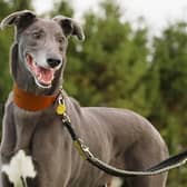 Jack is a lively 7-year-old Lurcher who still thinks he is a puppy! He is an energetic and fun dog who loves the busy family life and would fit into an active household with children 15 and over. Jack will need an enclosed garden for off lead zoomies and playtime with his new family.
