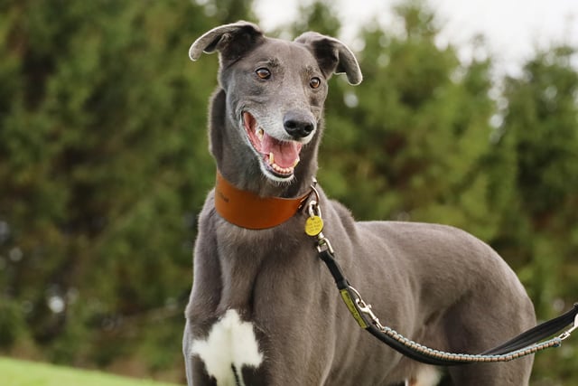 Jack is a lively 7-year-old Lurcher who still thinks he is a puppy! He is an energetic and fun dog who loves the busy family life and would fit into an active household with children 15 and over. Jack will need an enclosed garden for off lead zoomies and playtime with his new family.