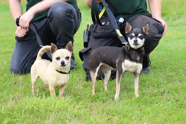 Rudy, seven years old and his best pal Pepper, eight years old, would like to find a home together as they have never been apart. The pair have an inseparable bond and love to curl up together in the same bed. This pocket-sized pair are very people friendly and love lots of fuss and attention.