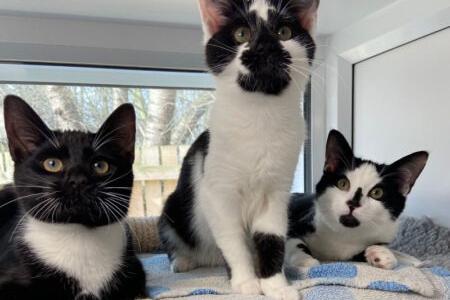 All aged approximately seven months old, this domestic short hair trio would ideally like to be adopted as a trio, although Arthur can step aside to allow his companions to be adopted as a duo. They are all incredibly affectionate and love human company.