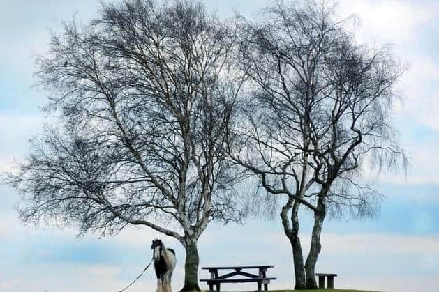 Like many people, you've probably driven through Heath Common countless times. But when was the last time you took the time to explore the area? The grassland has been open land for hundreds of years, and has ties to famous naturalist Charles Waterton.