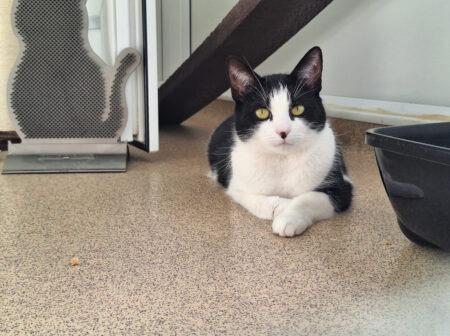 Three-year-old Minnie had a very challenging start in life. She grew up without regular access to food and received sporadic socialisation while living in unsuitable conditions. She is a a friendly and affectionate girl but can become overstimulated and may struggle to cope due to her difficult upbringing. She is looking for an adult-only home with a calm, predictable environment and ptient adopters who will let her settle at her own pace.