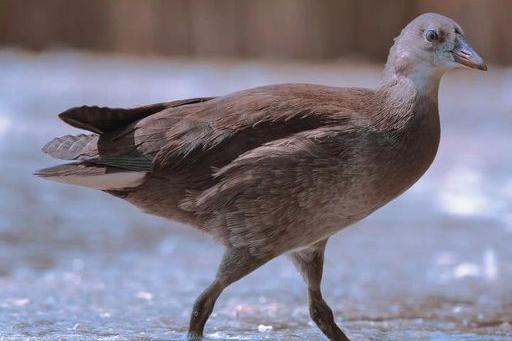 This is a juvenile Moorhen as you can see it's feathers are no where to close to there iconic black ones but they have a brown body when they're in the middle stage of their life cycle