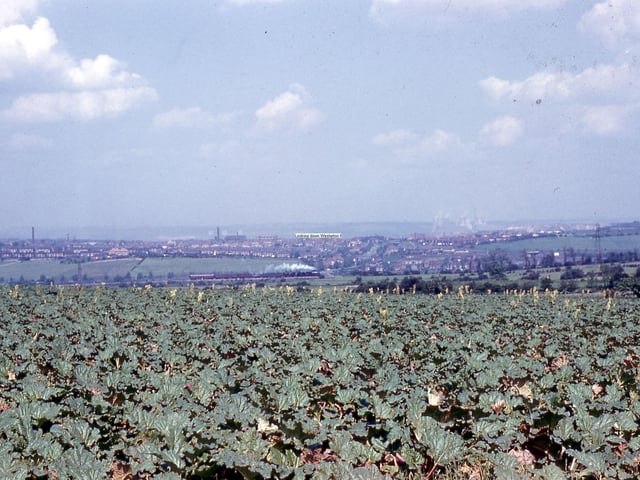 A view across rhubarb fields to Beeston in July 1961