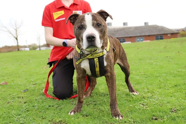 We met this lovely, gentle 10yr old Staffy whilst he was enjoying a little walk with one of the rehoming centres Volunteers.
Taz has been waiting to find his forever home for a few weeks now and we think it might be his age that’s putting people off, but don’t be fooled. This amazing Staffy has so much love to give he’ll be a wonderful companion. He loves human attention and since he likes a peaceful life, he doesn’t require lots of exercise. We’ve totally fallen for him!