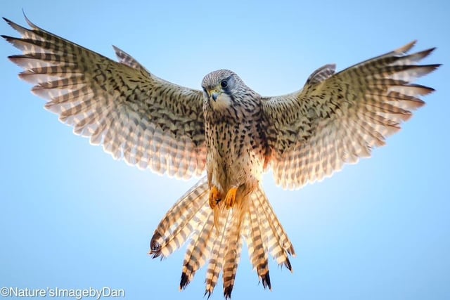 Danny Virr said: "I think this is my favourite photo I've ever taken. I have quite a few I like, however this female kestrel back lit by the sun I believe would be very hard to recreate."