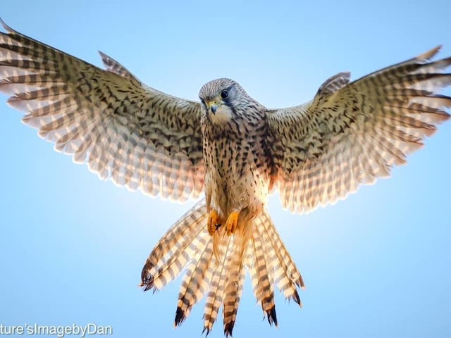 Danny Virr said: "I think this is my favourite photo I've ever taken. I have quite a few I like, however this female kestrel back lit by the sun I believe would be very hard to recreate."