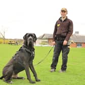 The larger than life Great Dane is two years old and weighs 65kg