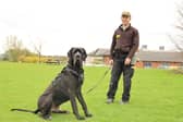 The larger than life Great Dane is two years old and weighs 65kg