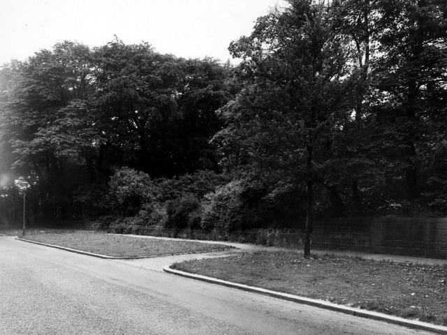 Pepper Woods located just above St. John's church on Harrogate Road. A synagogue occupies some of this view now, whilst most of the wood is still here. Part of the Moortown Estate named 'Fir Trees' was built at the bottom of Fir Tree Lane which joins Harrogate Road between St. John's Church and this wood. This is just at the left-hand edge of this image. Pictured in July 1954.
