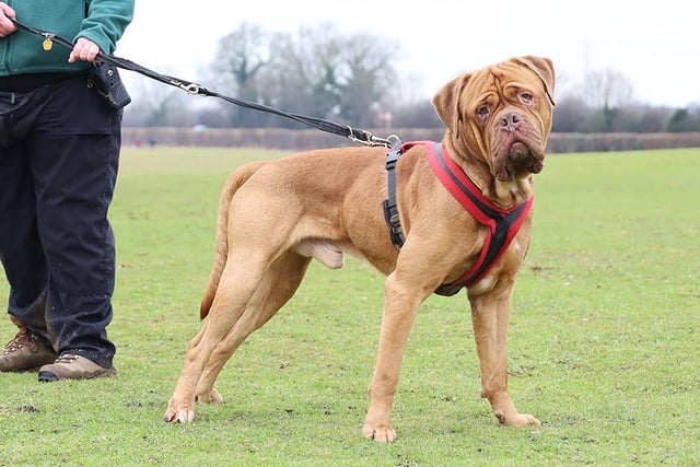 Titan is a big handsome 5yr old Dogue De Bordeaux. Due to his size, we can only consider homes with kids aged 16 and over who are confident around large breed dogs. He likes to say hello to dogs out and about but is much happier getting all the attention himself so he's looking for a home where he'll be the only pet. He will settle best in a calm home where he can follow a predictable routine with adopters who have a keen interest in dog behaviour and training as he still has a few things to learn, which our team will help and support with. He's been learning a lot and smashing his training while staying in his foster home. He's a wonderful lad to be around. Full of affection and loves to play with his toys, especially anything he can play ragger with! He's built a great relationship with his foster carer who tells us that in the home he is great company and will form a solid bond with his new family. All he needs is a little time and patience initially, and a nice big sofa to share!