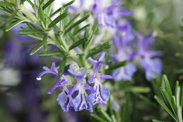 If you have rosemary then the flowers are amongst the very best for all types of bees, as are the bright blue blossoms of borage which are essentially bee magnets
