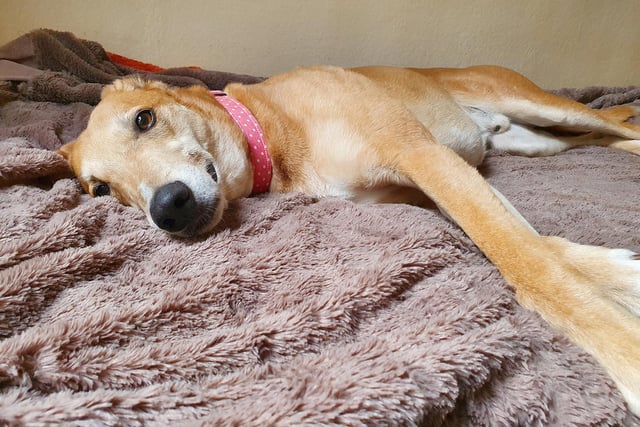 We joined Jake the Lurcher in his kennel for some serious snuggle time! He’s very shy when he first meets you and needs to meet people several times before he’ll show his true self, but once you’re in his gang he loves loads of fuss and affection. Doesn’t he look adorable relaxing on his bed?