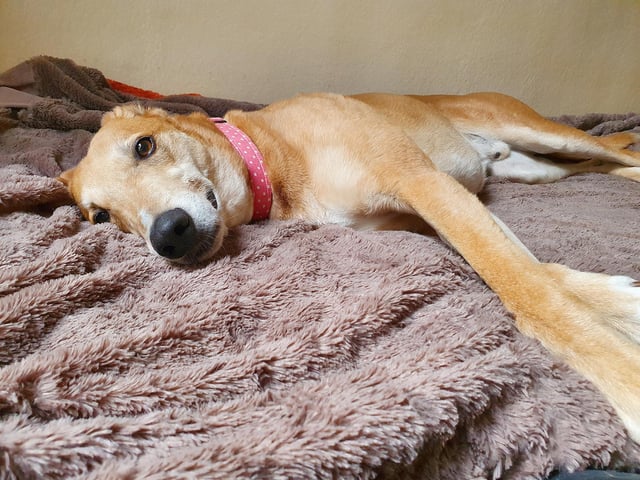 We joined Jake the Lurcher in his kennel for some serious snuggle time! He’s very shy when he first meets you and needs to meet people several times before he’ll show his true self, but once you’re in his gang he loves loads of fuss and affection. Doesn’t he look adorable relaxing on his bed?