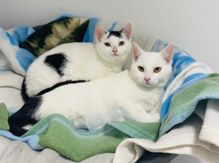 Emma and Ellen arrived at the centre in a terrible state as a result of being left abandoned in a box with their mum, but they are happy and healthy now thanks to the care of the team. Aged around three months old, these domestic short hair kittens would love a calmer and quieter home.