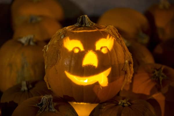 Rats could turn Halloween into a real horror storym eperts have warned