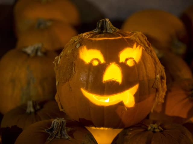 Rats could turn Halloween into a real horror storym eperts have warned