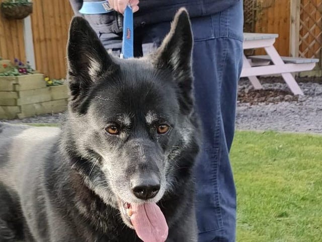 Meet Sasha, a four year old German Shepherd cross Husky.
She will need an experienced owner of large guard breeds and would benefit from further training. Sasha is strong on the lead and she has no recall, so must be kept on the lead at all times.
Sasha loves her walks and being out and about, she is lots of fun and loves to play, Sasha will make a fantastic addition to an active family.
She cannot live with cats or dogs but may live with secondary school age children.
To adopt her see: https://rspca-radcliffe.org.uk/animal/sasha/