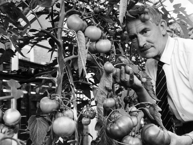 Tomatoes weighing 14ozs. each and measuring 12 inches in circumference were grown by amateur gardener Charles Ruddock in September 1970. He had been a gardening enthusiast for 35 years and on holiday in Ibiza was inspired. "One day we were given tomatoes with our lunch. They were large ones and I decided to save a few seeds to see if they would grow in the British climate," said Mr Ruddock. He carefully wrapped 11 seeds in a paper handkerchief, brought them home and planted them in his greenhouse the following spring. Sturdy plants grew from the seeds but Mr. Ruddock did not expect fruit of quite the size they gave. "They are much bigger than tomatoes grown in this country although perhaps they do not give quite so many tomatoes per plant," he said.